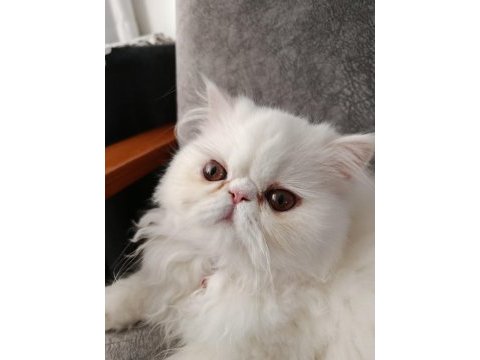 Exotic longhair dişi yavru