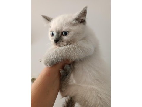 British shorthair bluepoint