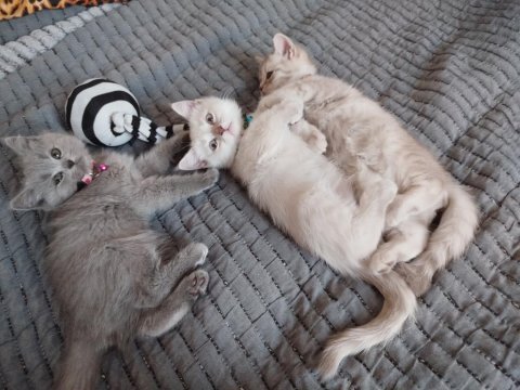 British shorthair 2 buçuk aylık dişi yavru nadir renk