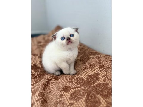 Scottish fold kedimiz