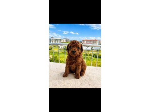 Tea cup toy poodle yavrular