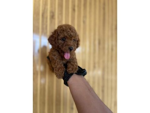 Toy poodle bebekler referans yavru