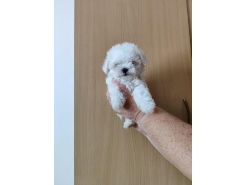 Maltese terrier adrese teslim, kapıda ödeme yapabilirsiniz