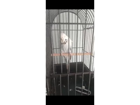 Kuşlarımız için ciddi alıcılar yazsın