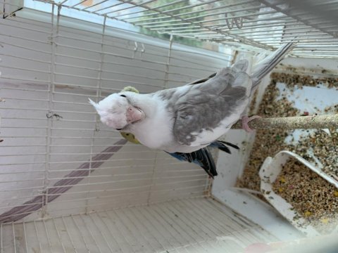 Wifi sultan papağanı erkek damızlık
