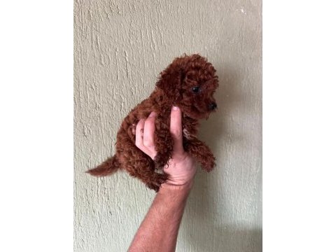Toy poodle kore