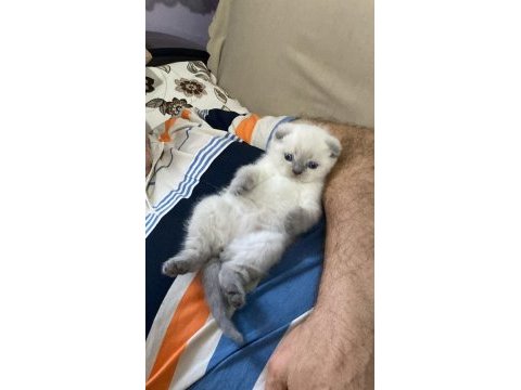 Ayı surat scottish fold bebekler