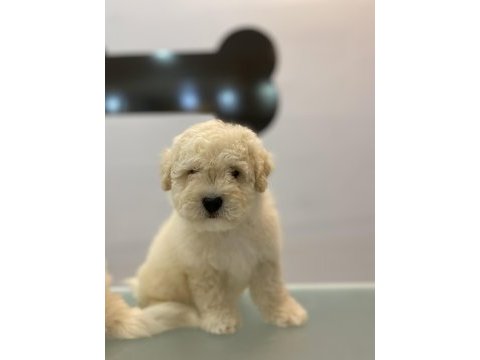 Maltipoo yavru