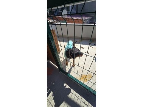 Acil ücretsiz sahiplendirme rottweiler