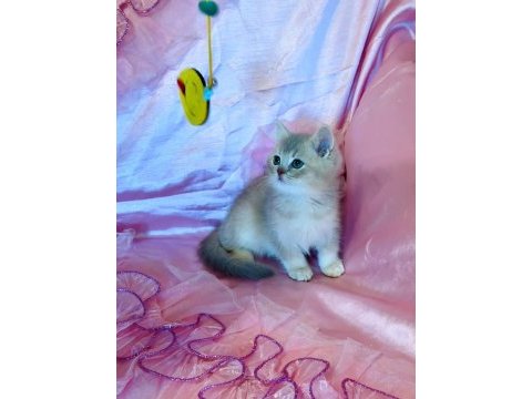 British shorthair erkek yeni evini arıyor