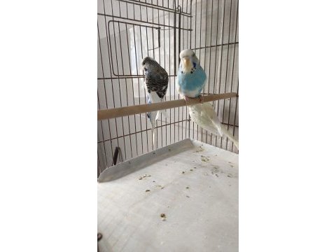 Çıtır çıtır sıcak sıcak imalattan halka muhabbet kuşlar