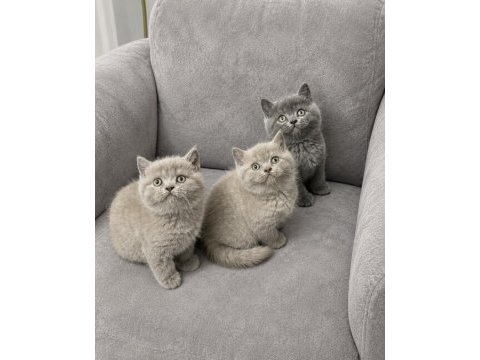British shorthair (gri - lilac renk)