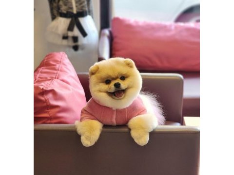 Türkiyede ki en iyi dişi pomeranian