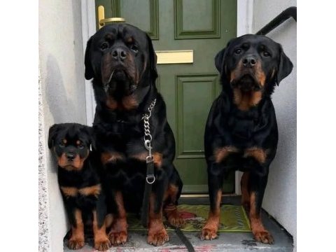 Muhteşem rottweiler bebekler güvenli kapıya teslim