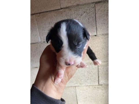 Orijinal border collie yavrular