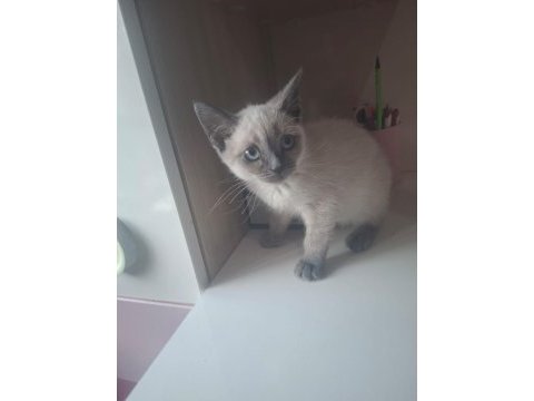 4 aylık dişi british shorthair