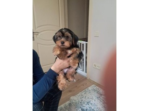 3.5 aylık yorkshire terrier bebeklerimiz