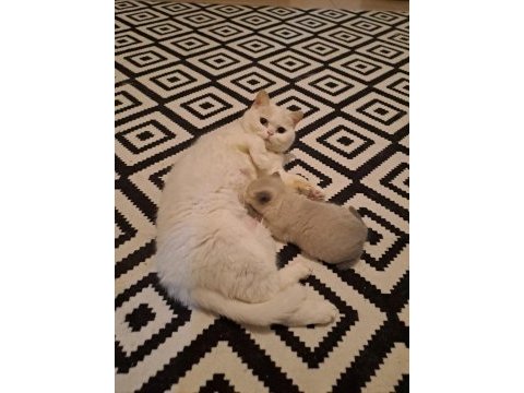 10 mart doğumlu scottish fold yeni ailesini arıyor
