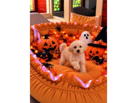 Üst kalite maltipoo yavrular 