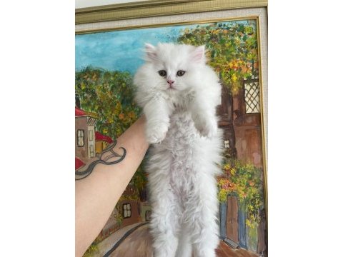 Ayı yavrusu pofuduk safkan chinchilla en kaliteli uyguna