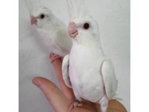 10 günlük pied lutino heavy albino sultan yavrular