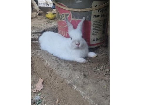 Yavru renk cücesi tavşan