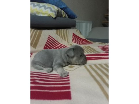 Eğzotic compact french bulldog