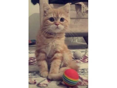 Golden tabby british shorthair