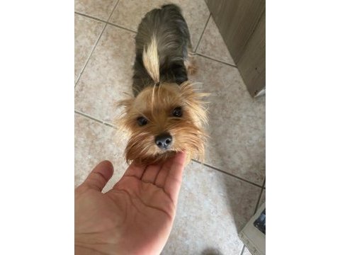 Safkan yorkshire terrier dişi