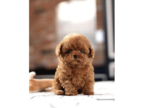 Sevgiyle büyütülmüş aşılı toy poodle yavrular