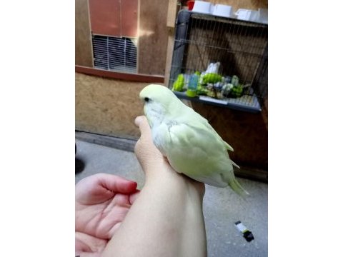 Satılık yerli muhabbet kuşu