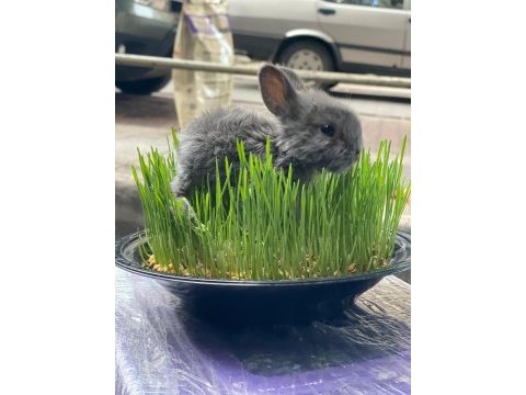 Hollanda lop tavşanı gelmiştir