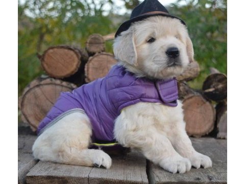 Golden retriever gelip görerek alabilirsiniz