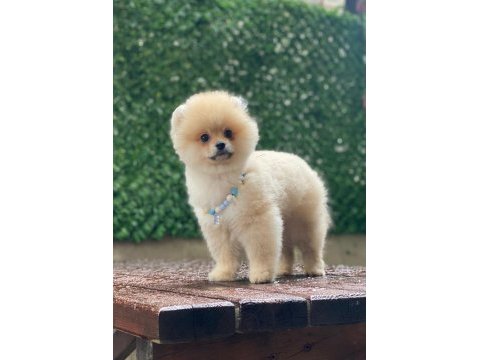 Evlerinize getirecek pomeranian boo yavrularımız hazır