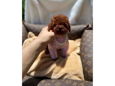 Toy poodle köpeği