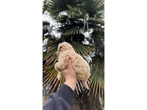 Saf kan kore maltipoo yavrumuz yeni yuvasına hazır