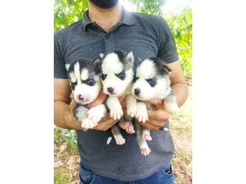 Sibirya kurdu yavruları tün illere gönderim