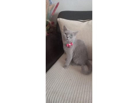 Dişi 3 yaşında british shorthair kedimiz