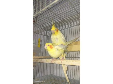 Temiz sultan papağanlar eş