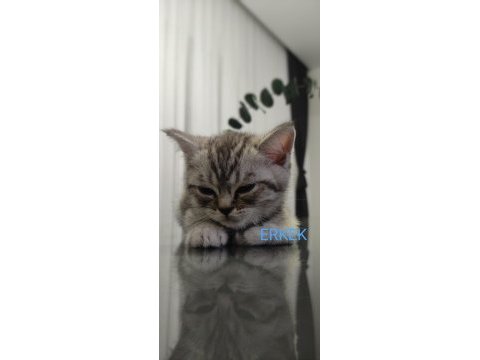 British shorthair silver tabby ve blue point yavrular