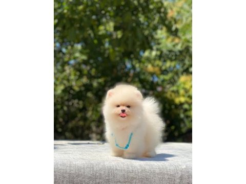 Sizde pomeranian tüy yumağına sahip olmak istermisiniz