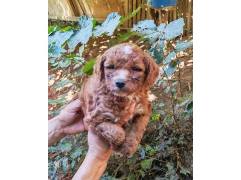 Uygun bütçeli harika maltipoo bebekler poodle gibi