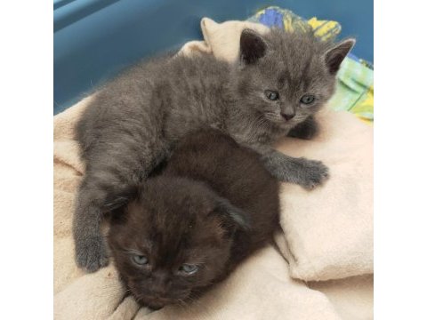Kendi kedimin scottish fold yavruları