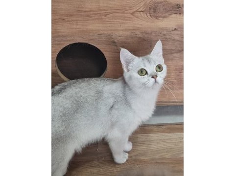 Ücretsiz sahiplendirme kedimiz