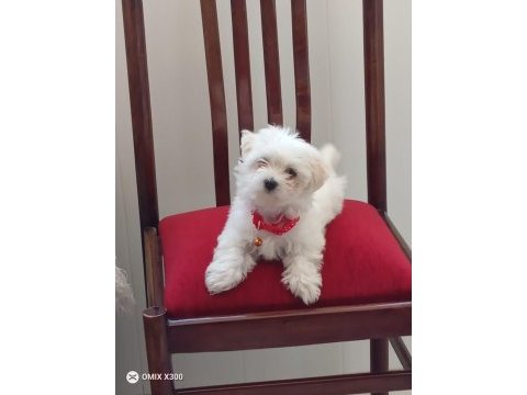 Mükemmel bir maltese yavru