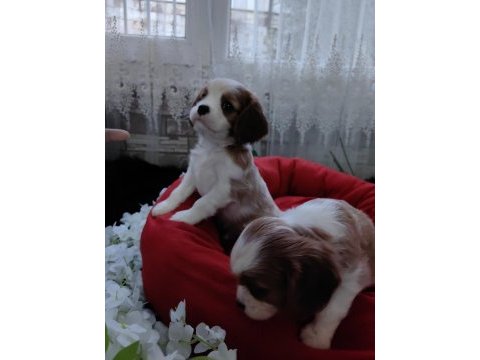 Cavalier king charles erkek yavrular safkan orjinal