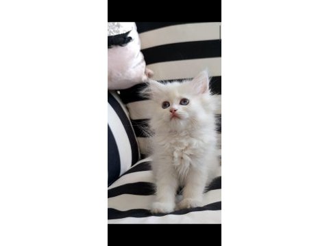 2 aylık british longhair kedimiz