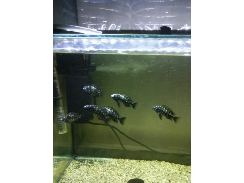 Tropheus duboisi masva