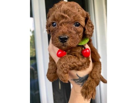 Sağlık ve ırk garantili toy poodle