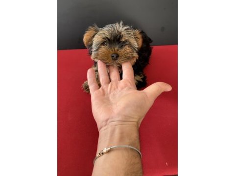 33 yıllık canptte teacup yorkshire terrier yavrular